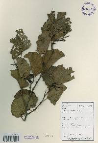 Alnus incana image