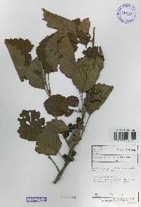 Alnus incana image