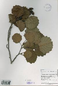 Alnus incana image