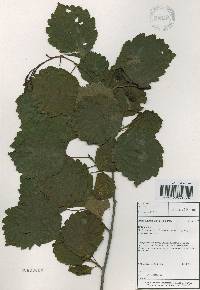 Alnus incana image