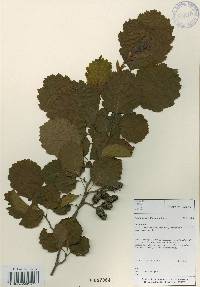 Alnus incana image