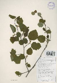 Alnus incana image