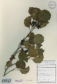 Alnus incana image