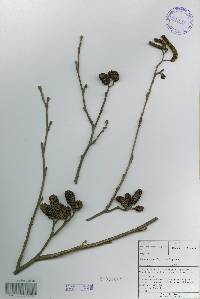 Alnus incana image