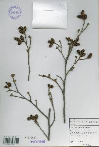 Alnus incana image