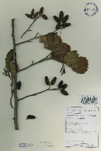 Alnus incana image