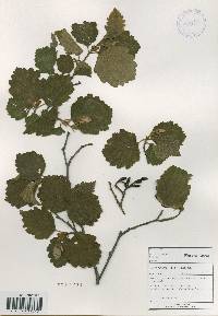 Alnus incana image