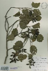 Alnus incana image