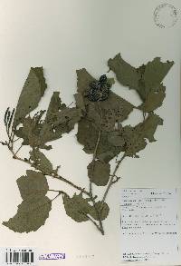 Alnus incana image