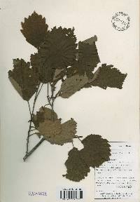 Alnus incana image