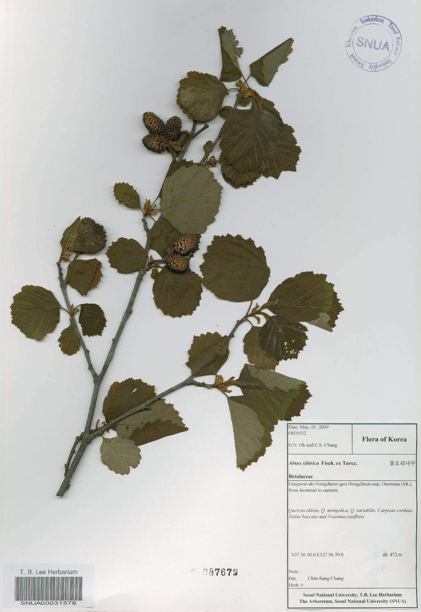 Alnus incana subsp. hirsuta image