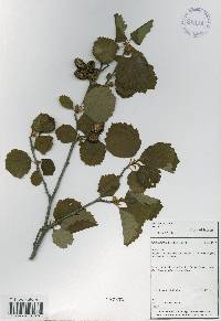 Alnus incana image