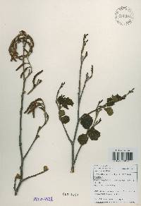 Alnus incana image