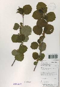 Alnus incana image