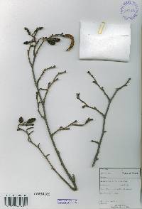 Alnus incana image