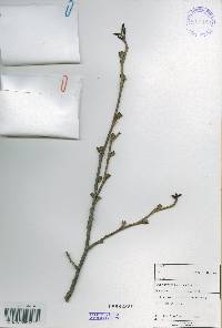 Alnus incana image