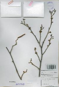 Alnus incana image