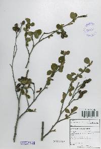 Alnus incana image