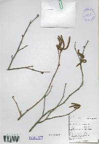 Alnus incana image