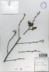 Alnus incana image