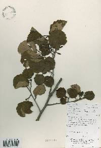 Alnus incana image