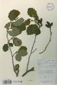 Alnus incana image