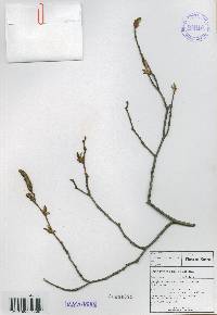 Alnus incana image