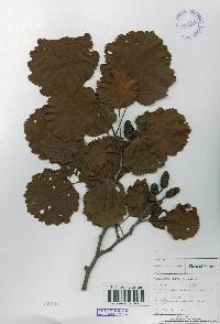 Alnus incana image