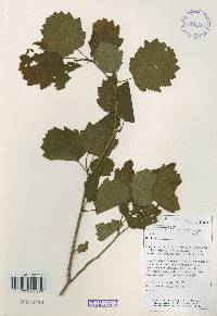 Alnus incana image