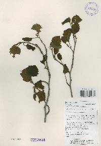 Alnus incana image