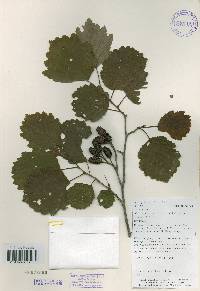 Alnus incana image