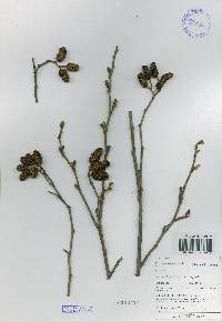 Alnus incana image