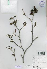 Alnus incana image