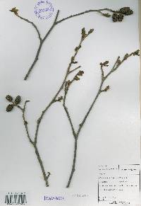 Alnus incana image