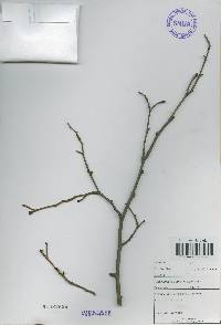 Alnus incana image