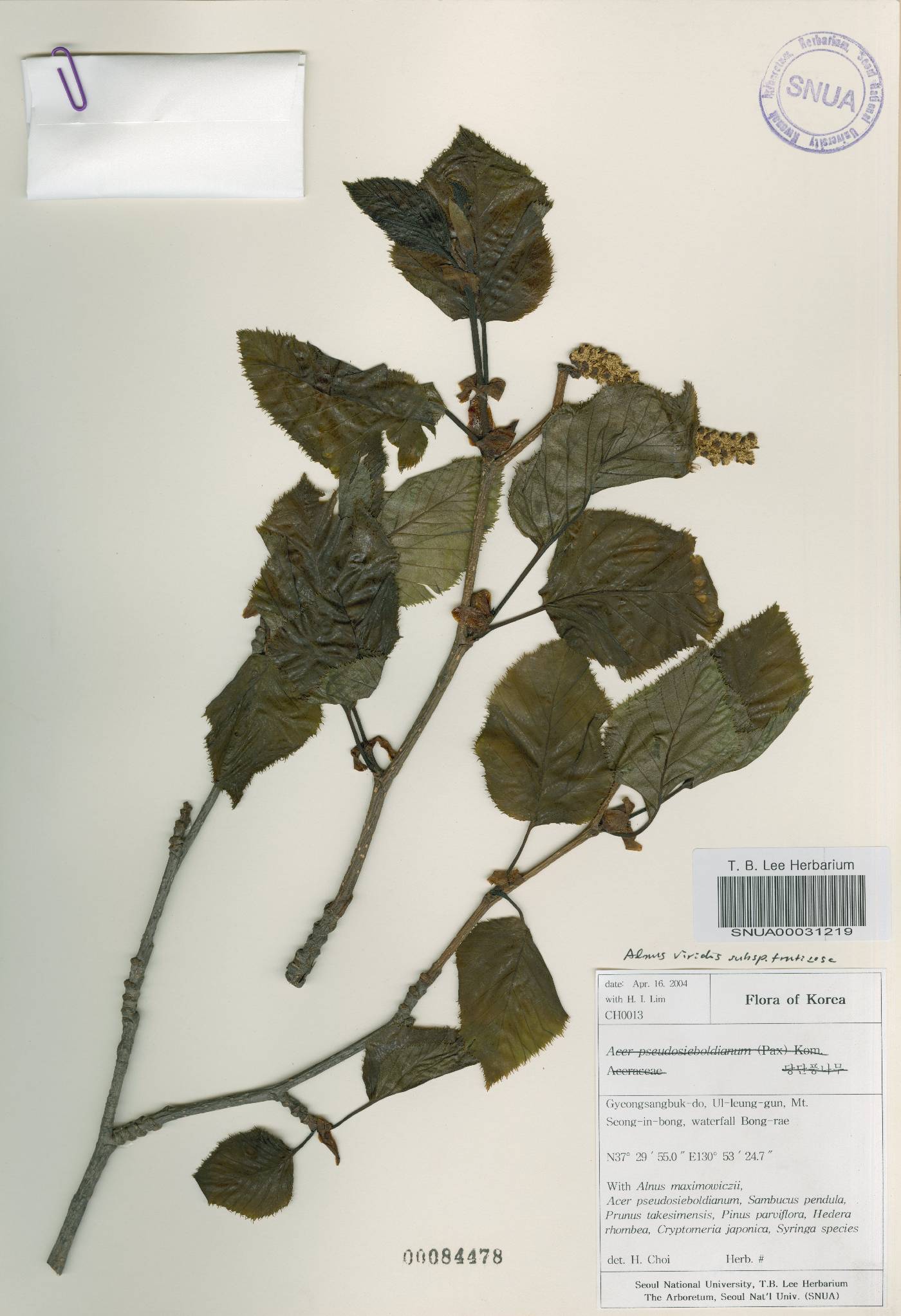 Alnus alnobetula subsp. fruticosa image