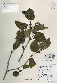 Alnus alnobetula image