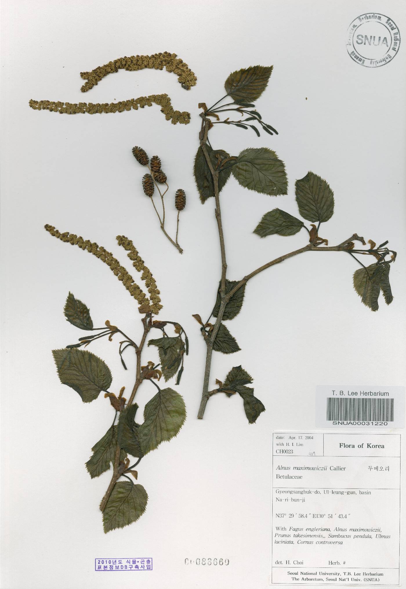 Alnus alnobetula subsp. fruticosa image