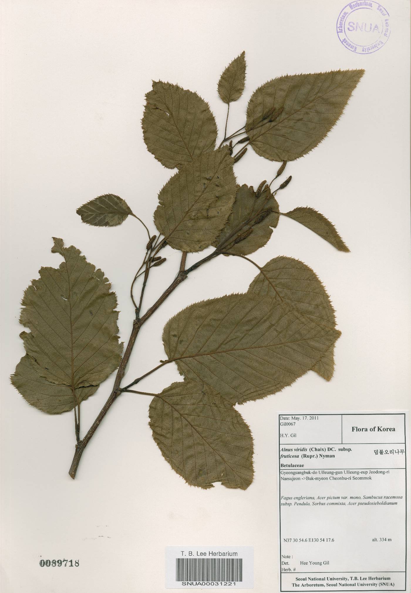 Alnus alnobetula subsp. fruticosa image