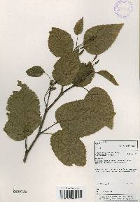 Alnus alnobetula image