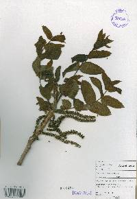 Juglans mandshurica image