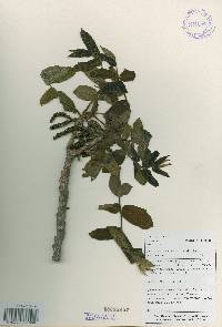 Juglans mandshurica image