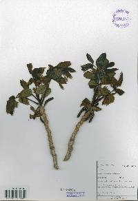 Juglans mandshurica image