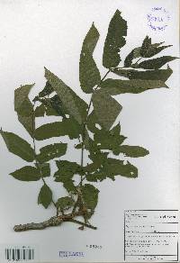 Juglans mandshurica image