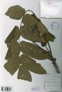 Juglans mandshurica image