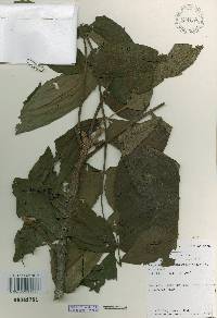 Juglans mandshurica image