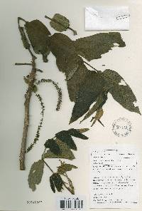 Juglans mandshurica image