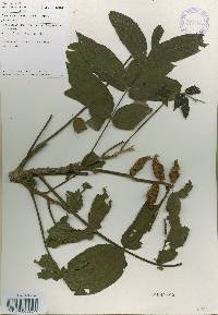 Juglans mandshurica image