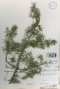 Juniperus rigida image