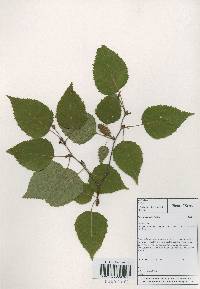 Betula ermanii image